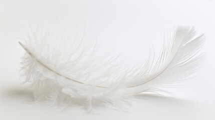 Obraz premium Weightless White Feather, A Study in Soft Focus and Gentle Curves, Ethereal Minimalism
