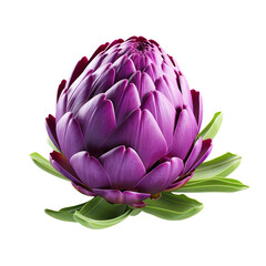 Fototapeta premium Fresh purple artichoke isolated on transparent and white background