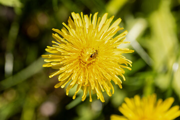 Bee, still covered with pollen, on a yellow dandelion flower flower picking pollen