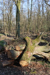 Felled tree in the municipal forest