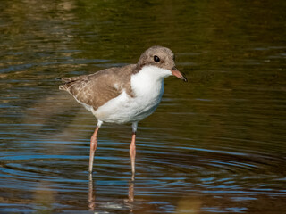 Red-kneed Dotterel - Erythrogonys cinctus in Australia