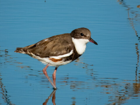 Red-kneed Dotterel - Erythrogonys cinctus in Australia
