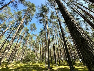 Tiny Forest