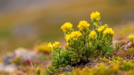 Obraz premium A small plant with a yellow center bloom, surrounded by grass and other background plants