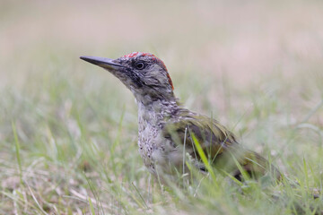 Portrait of a juvenile European green Woodpecker Picus viridis 