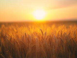 Obraz premium A field of golden wheat with the sun shining brightly in the background. The sun is setting, casting a warm glow over the field. The scene is peaceful and serene, with the sun