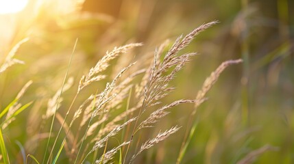 blades swaying, wind whispering, sun rays filtering through