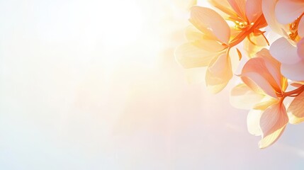 Fototapeta premium Soft Pink Flower Petals with Blurred Background