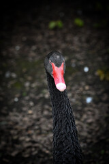 Black Swan.