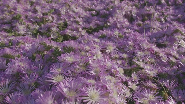 
Ice plants pink flowers. Camera moving along flower carpet closeup. Using plants which do not require a lot of water.