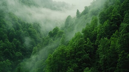 Misty Forest Landscape with Lush Green Trees