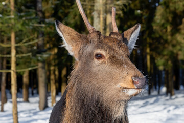 A young male spotted deer on a frosty winter day in the forest