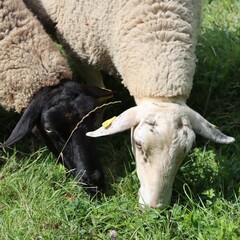 Black and white sheep