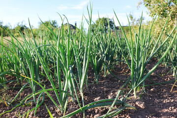 Onions grow in the garden. Growing onions.