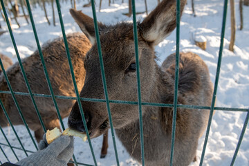 A young deer on a frosty winter day looks through the fence bars