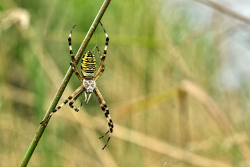 Close-up of a wasp spider, Argiope bruennichi