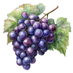 Fresh purple grape cluster with vibrant leaves, perfect for illustrations, culinary designs, or health-related themes.