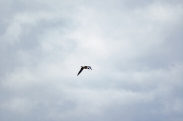 Obraz premium A seagull flies in the tin-colored sky