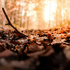 Herbstlicher Atmosphäre im Wald