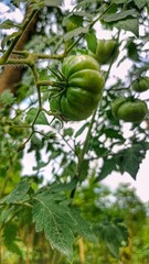 Green tomatoes on a branch