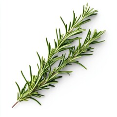 Fototapeta premium Fresh rosemary sprig isolated on white background.