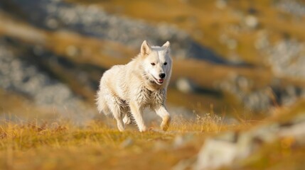Obraz premium A white wolf sprints through a grassy field toward a towering mountain backdrop, with a nearby rock outcropping prominently featured in the foreground