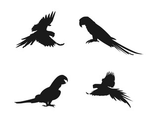 Obraz premium Set macaw parrot silhouettes. Vector illustration set of black silhouettes. Graphic drawing. Vector illustration Icon, side view. Macaw bird silhouette vector art white background.