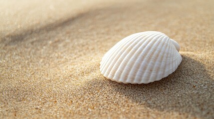 Seashell on the Beach