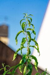 Zitronenstrauch Blätter an einem Ast vor blauem Himmel auf Balkon