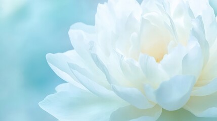 Delicate White Flower Petals Close up Macro Photography