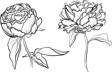 a set of hand-drawn peony flowers vector illustration