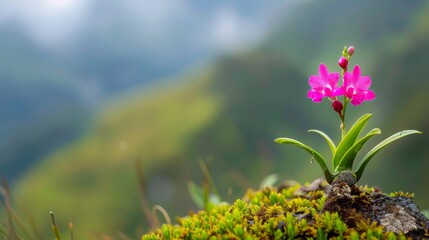  A small pink bloom atop a green rock, moss-covered with lichen and mossy growth