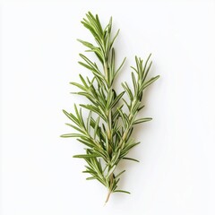Fototapeta premium Sprig of fresh rosemary isolated on a white background.