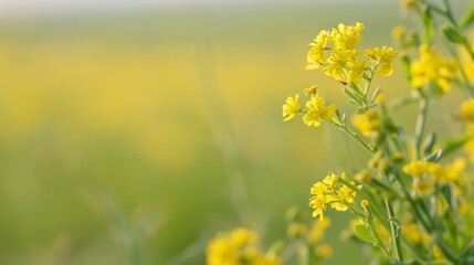  A tight shot of a yellow flower cluster in a meadow, surrounded by a softly blurred backdrop of grass and sunflowers