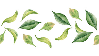 Tea leaves watercolor on seamless banner isolated. Flying green leaf by hand drawn on repeating border. Foliage horizontal pattern for package, textile, organic design. Leafy border in botanical art.