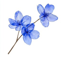 This watercolor and ink illustration shows a branch with blue flowers set on a white background. Sumi-e, u-sin painting.