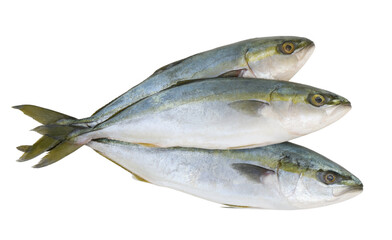 Three fresh yellowtail amberjack fishes isolated on white background