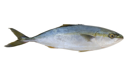 Fresh yellowtail amberjack fish isolated on white