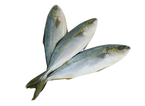 Three raw yellowtail amberjack fishes isolated on white background