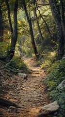 Obraz premium A winding path through a lush forest, sunlight filtering through the canopy, creating a dappled light effect.