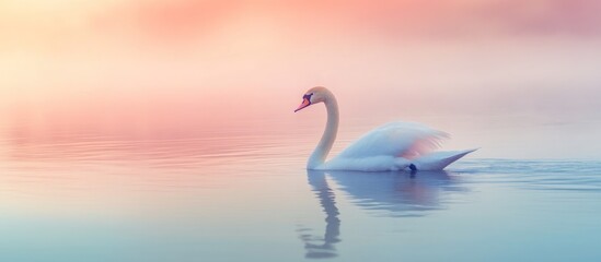 Obraz premium Swan on a Calm Lake with Pink Sunset