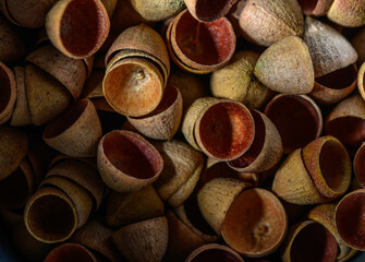 Eucalyptus Seed Pod Caps, Tiny Eucalyptus Caps, 1