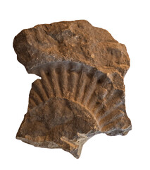 fossil of Ammonite in the stone on white, isolated