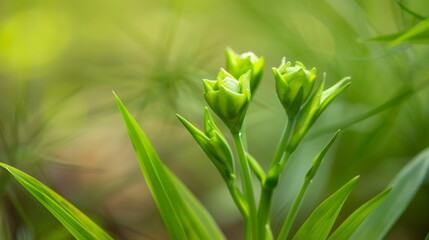 leaves in sharp focus, background softly blurred