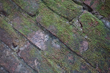 Green moss brick layer closeup view texture background, A bunch of green moss grown on a damaged brick wall, Mossy Weathered backdrop