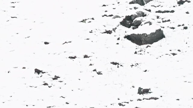 Wild Alps in the winter season, two chamois on snow (Rupicapra rupicapra)