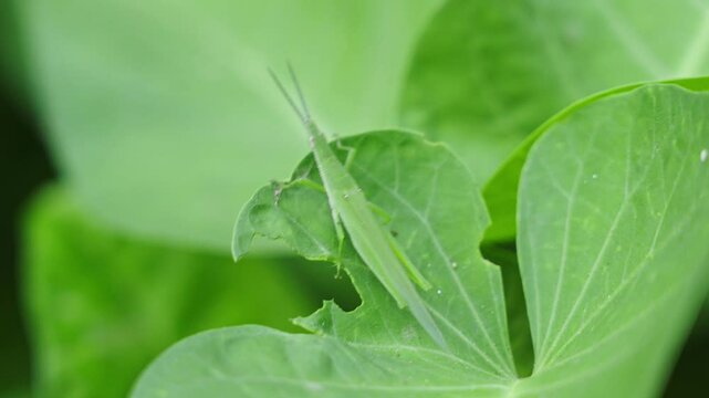 green locust or acrida cinerea of grasshopper on leaf the outdoor.