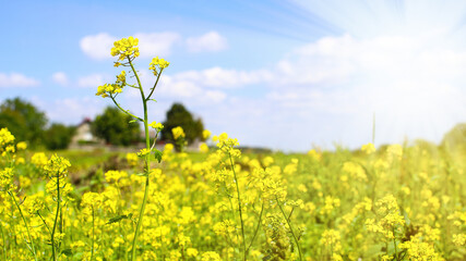 Obraz premium A beautiful field of mustard flowers in the rays of the morning sun. Field mustard blooms with bright yellow flowers. The concept of a good harvest, 