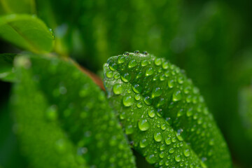 雨に濡れた葉っぱ