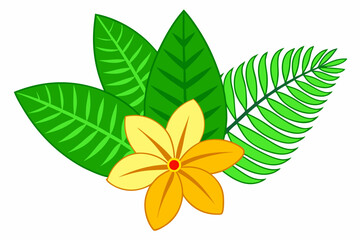 frangipani flower isolated on white background